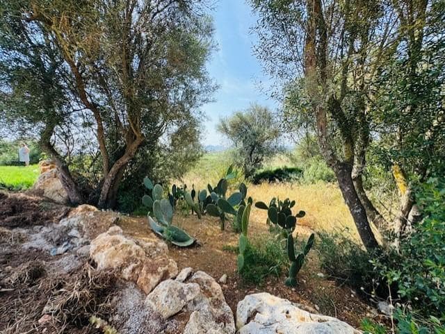 4 quarto Quinta/Casa Rural para venda em Petra com piscina - 1 790 000 € (Ref: 9625879)