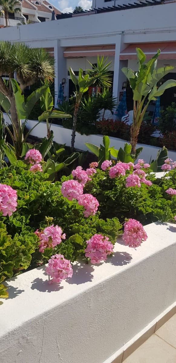 2 bedroom Apartment for rent in Playa de las Americas with pool garage - € 2,700 (Ref: 9371248)