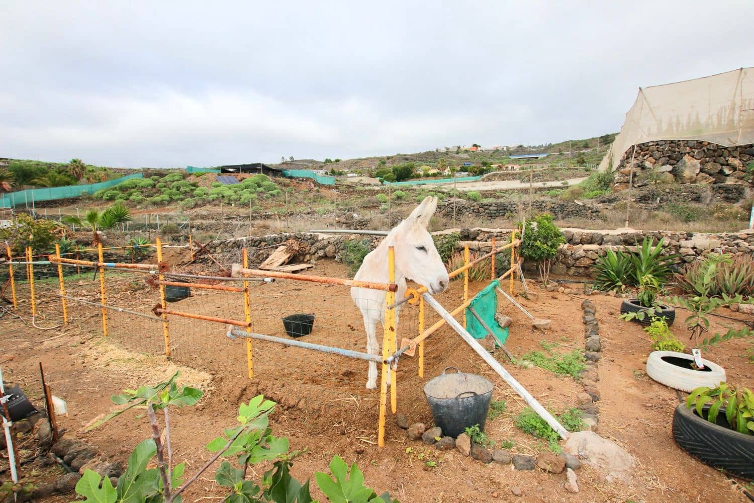 3 bedroom Finca/Country House for sale in Guia de Isora with pool garage - € 525,000 (Ref: 9445655)