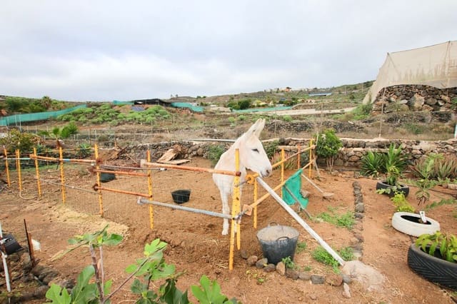 3 soveværelse Finca/Landehus til salg i Chio, Guía de Isora med swimmingpool garage - € 525.000 (Ref: 9445655)