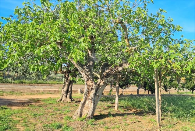 3 soveværelse Bungalow til salg i San Miguel / Sant Miquel de Balansat, Sant Joan de Labritja - € 2.575.000 (Ref: 7752669)