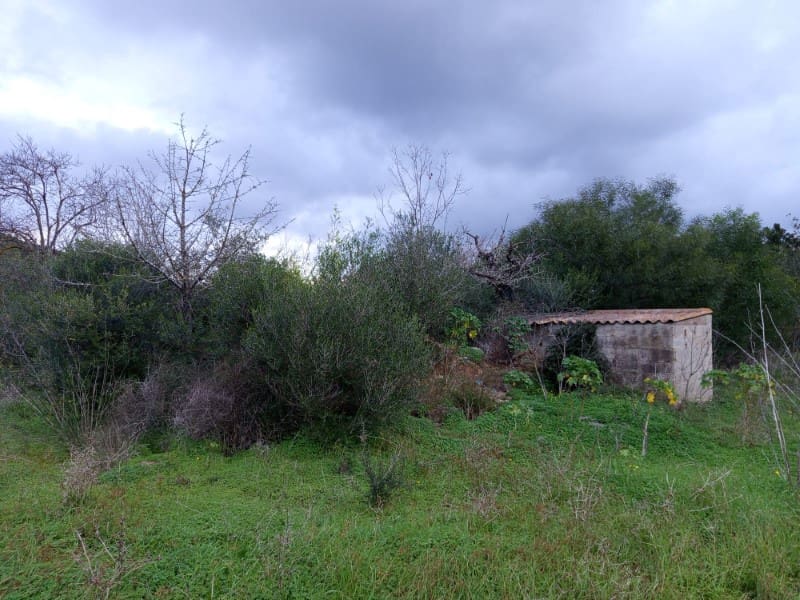 Undeveloped Land for sale in Santa Gertrudis de Fruitera - € 880,000 (Ref: 9452285)