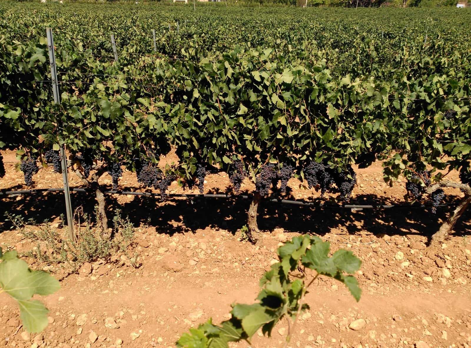 4 chambre Finca/Maison de Campagne à vendre à Sencelles avec piscine - 1 800 000 € (Ref: 7275377)