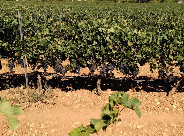 4 soverom Finca/Herregård til salgs i Sencelles med svømmebasseng - € 1 800 000 (Ref: 7275377)