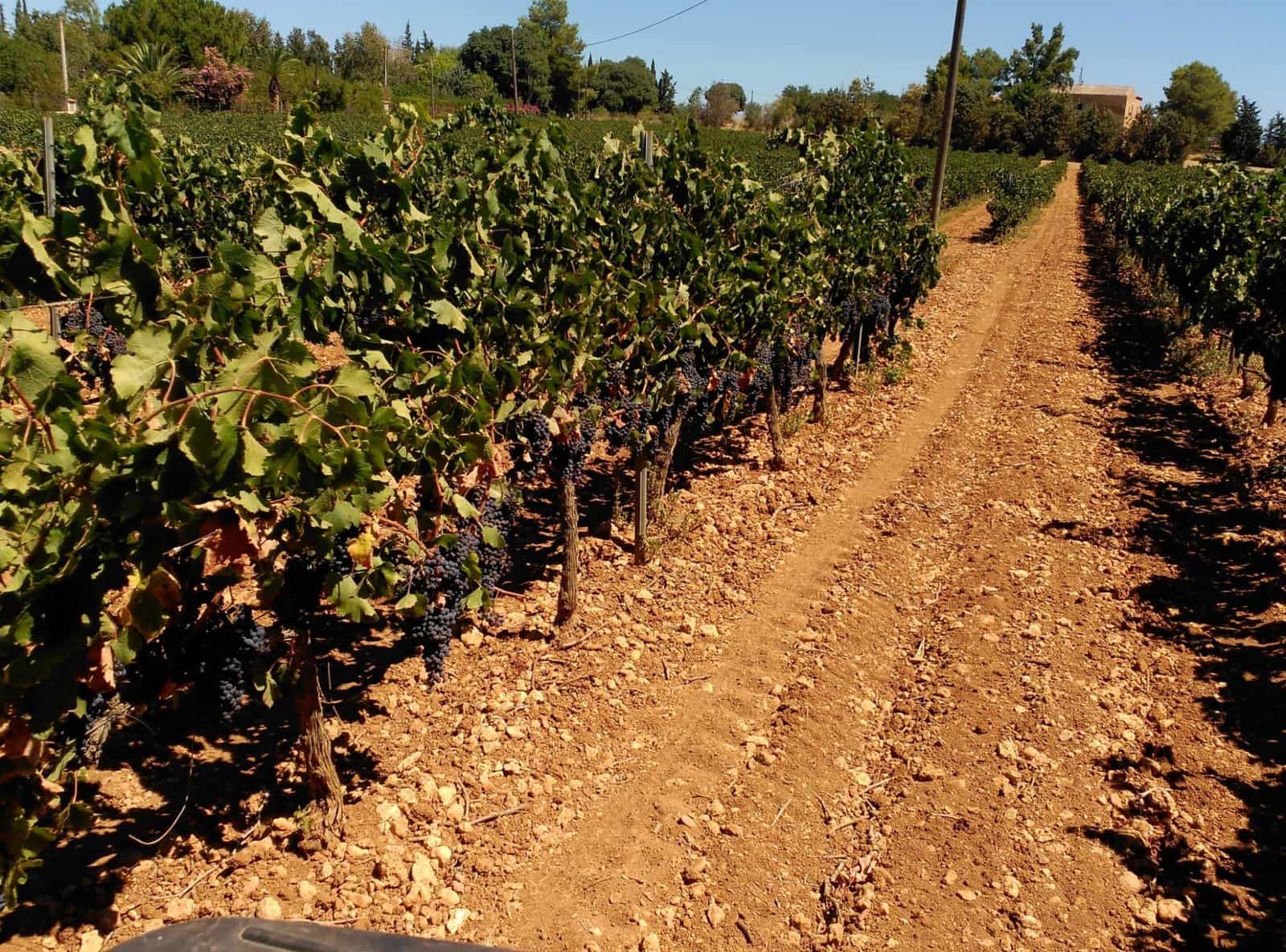 4 chambre Finca/Maison de Campagne à vendre à Sencelles avec piscine - 1 800 000 € (Ref: 7275377)