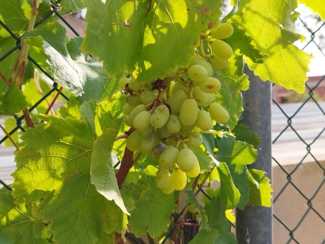 5 soverom Villa til salgs i Isla Plana, Cartagena med svømmebasseng garasje - € 1 300 000 (Ref: 7662829)