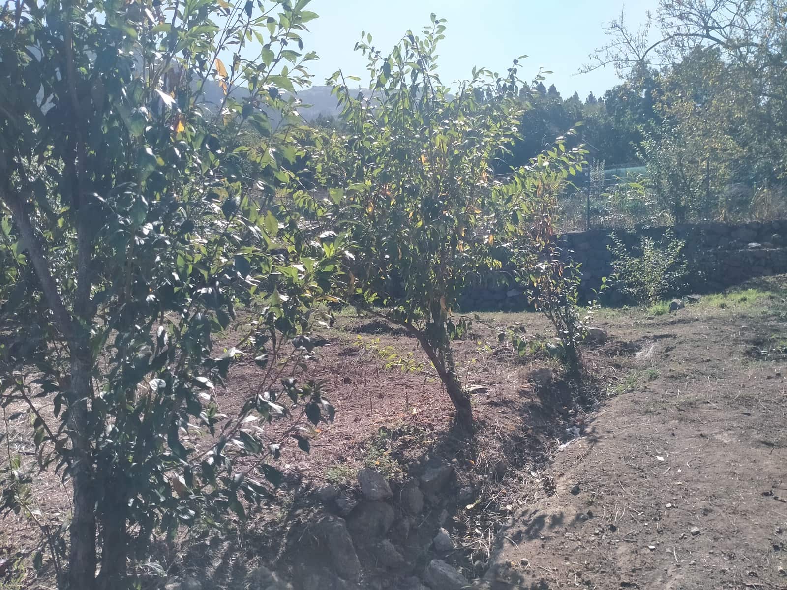 3 slaapkamer Huis te koop in La Orotava met garage - € 360.000 (Ref: 9369259)