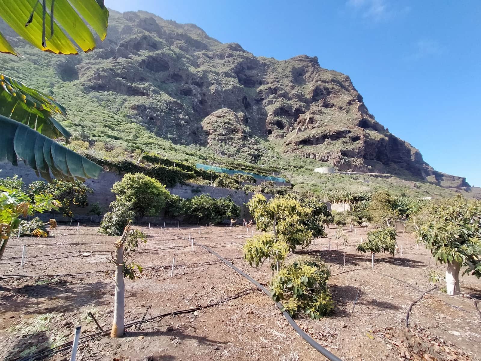 Undeveloped Land for sale in Buenavista del Norte - € 465,000 (Ref: 9914624)