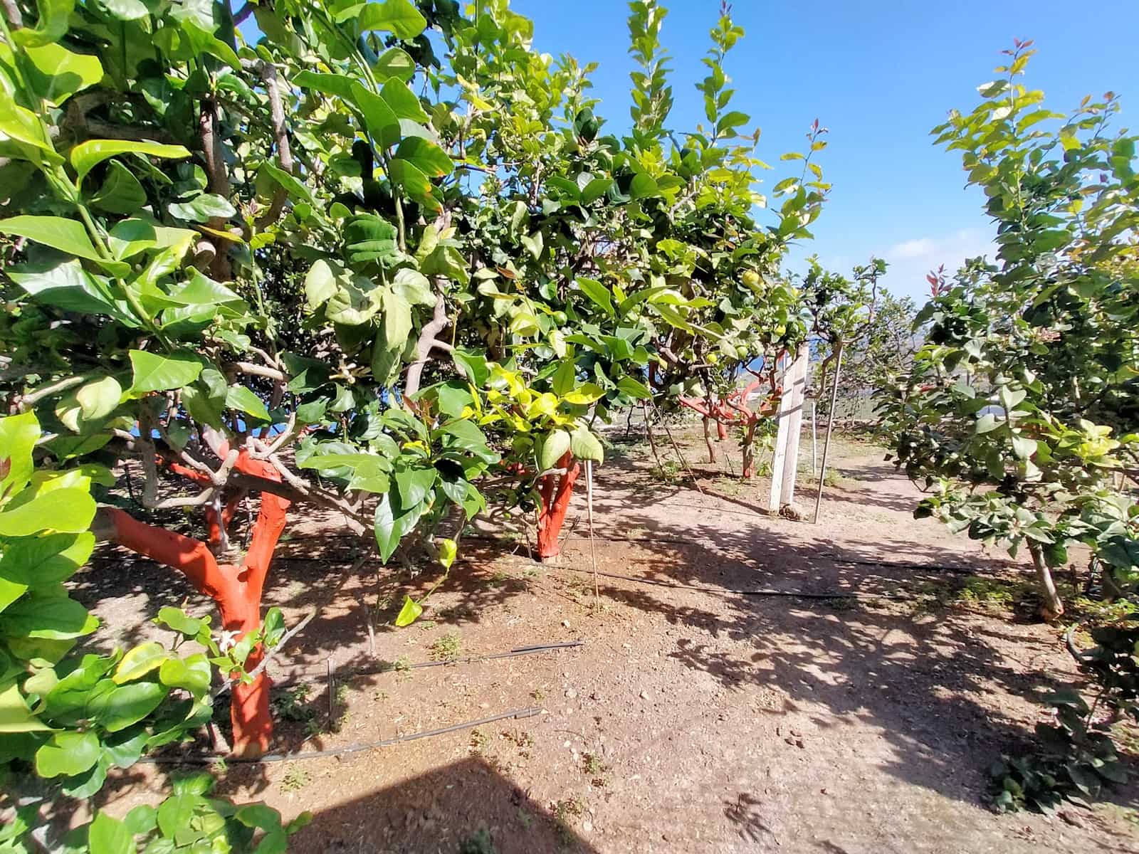 Undeveloped Land for sale in Buenavista del Norte - € 465,000 (Ref: 9914624)