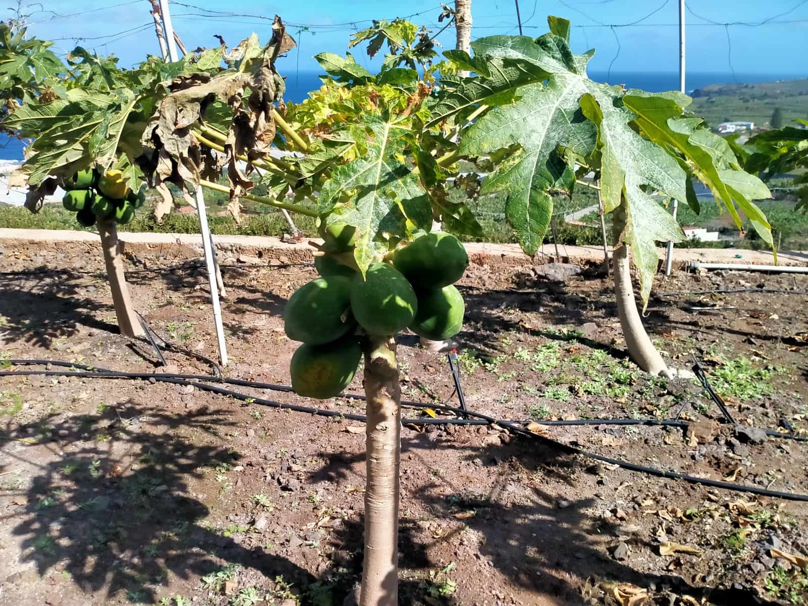 Undeveloped Land for sale in Buenavista del Norte - € 465,000 (Ref: 9914624)
