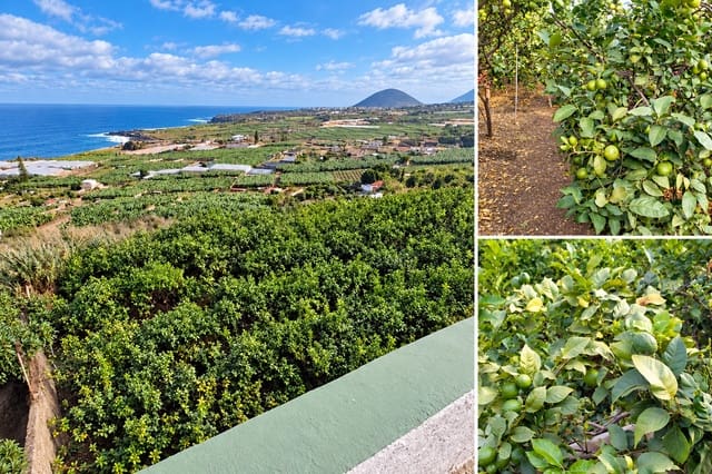 Grunde uden byggetilladelser til salg i Buenavista del Norte - € 390.000 (Ref: 9914624)