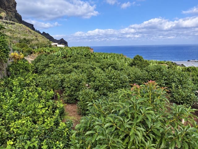 Grunde uden byggetilladelser til salg i Buenavista del Norte - € 390.000 (Ref: 9914624)