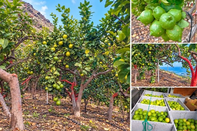 Grunde uden byggetilladelser til salg i Buenavista del Norte - € 390.000 (Ref: 9914624)