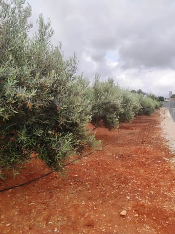 Ubebygd land til salgs i La Xara - La Sella, Dénia - € 36 000 (Ref: 9669548)