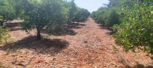 Grond te koop in Ondara - € 25.000 (Ref: 9672746)