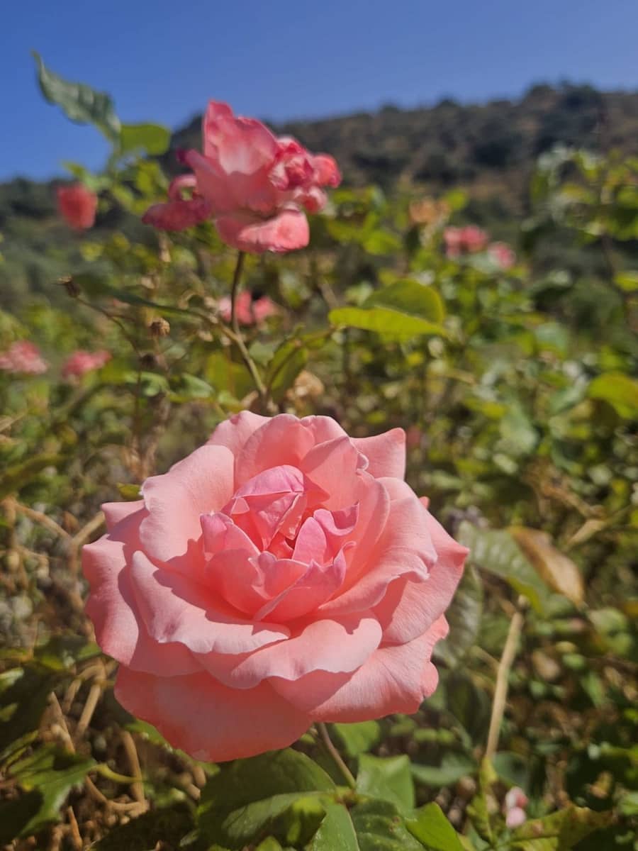 2 sovrum Finca/Hus på landet till salu i Monda - 125 000 € (Ref: 9589692)