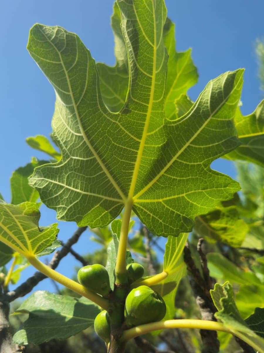 2 sovrum Finca/Hus på landet till salu i Monda - 125 000 € (Ref: 9589692)