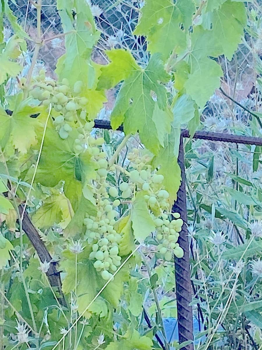 2 sovrum Finca/Hus på landet till salu i Monda - 125 000 € (Ref: 9589692)