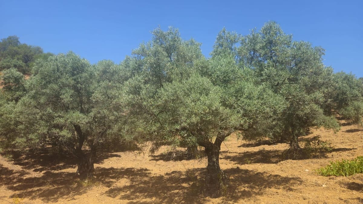 2 sovrum Finca/Hus på landet till salu i Monda - 125 000 € (Ref: 9589692)