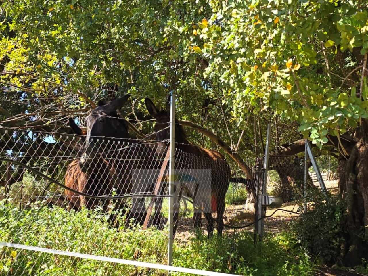 5 slaapkamer Finca/Landhuis te koop in Alora met zwembad - € 695.000 (Ref: 9589922)