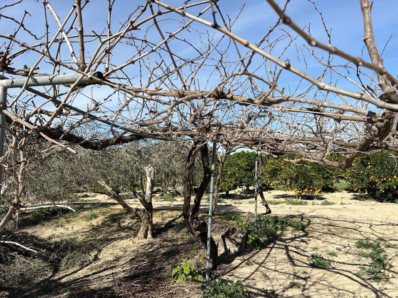 1 bedroom Finca/Country House for sale in Los Montesinos - € 190,000 (Ref: 9611922)