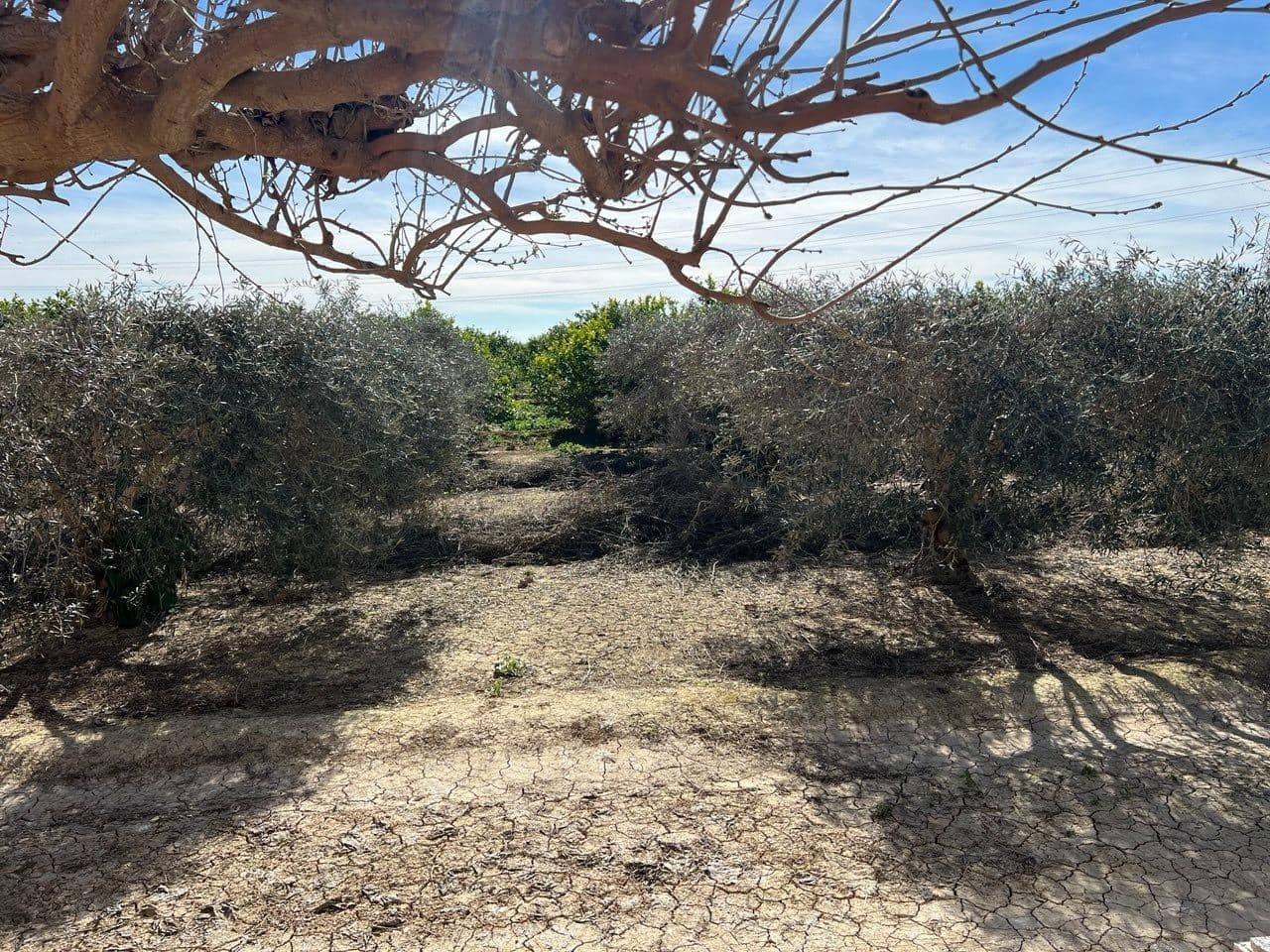 1 bedroom Finca/Country House for sale in Los Montesinos - € 190,000 (Ref: 9611922)