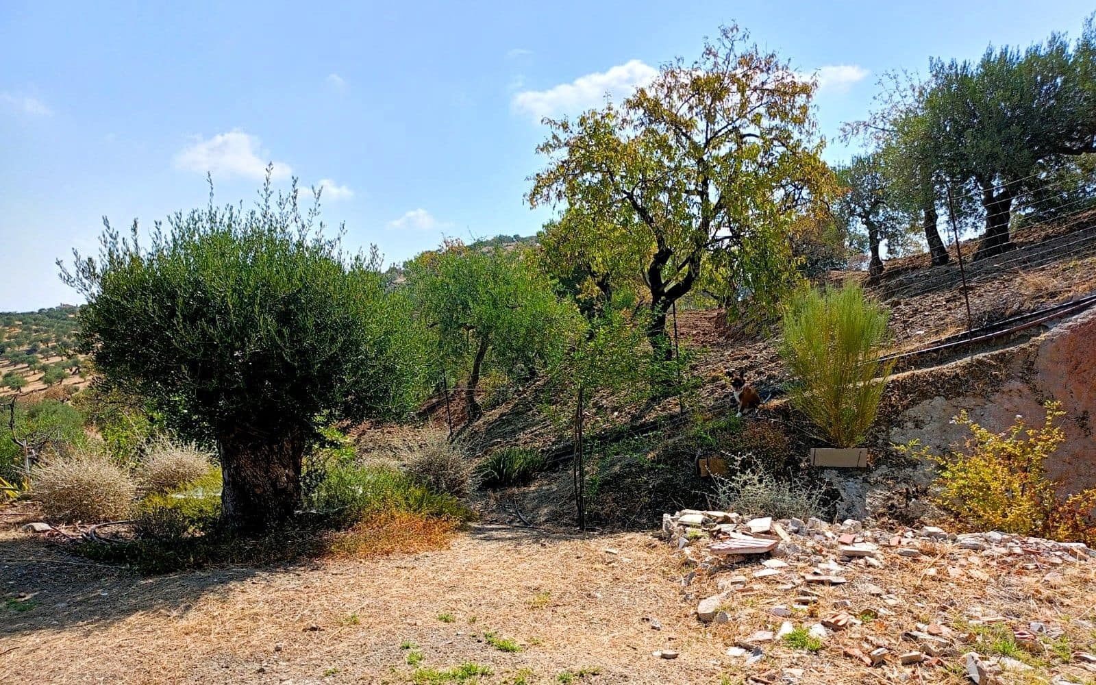 Finka/Dom wiejski na sprzedaż w Tolox - 250 000 € (Ref: 9616020)