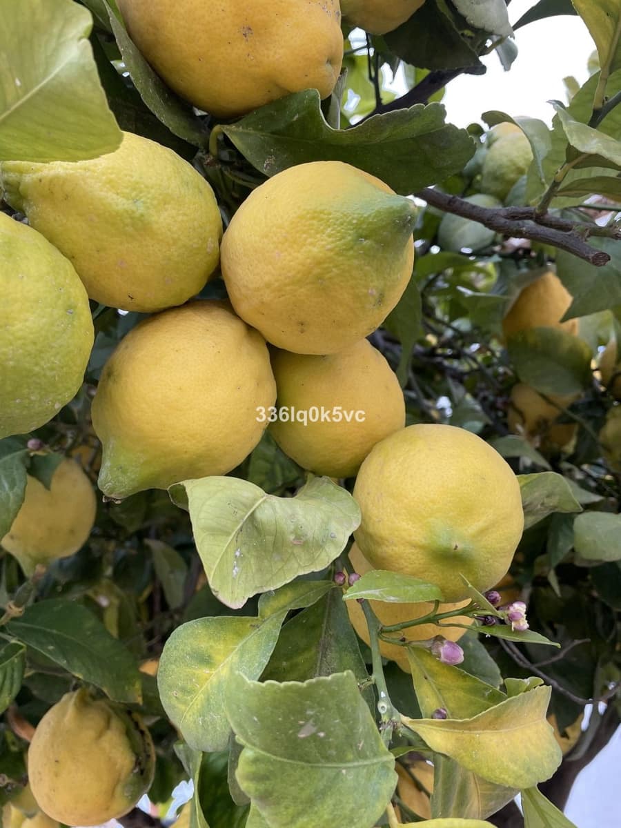 4 bedroom Villa for sale in Benahavis with pool - € 899,000 (Ref: 9675999)