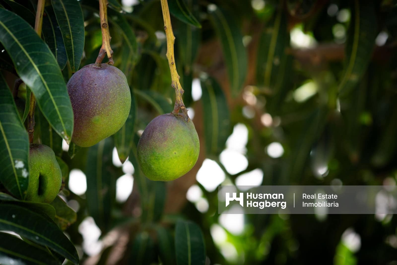 8 bedroom Villa for sale in Nerja - € 1,590,000 (Ref: 9133434)