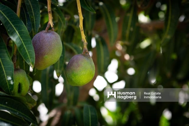 8 bedroom Villa for sale in Capistrano, Nerja - € 1,590,000 (Ref: 9133434)