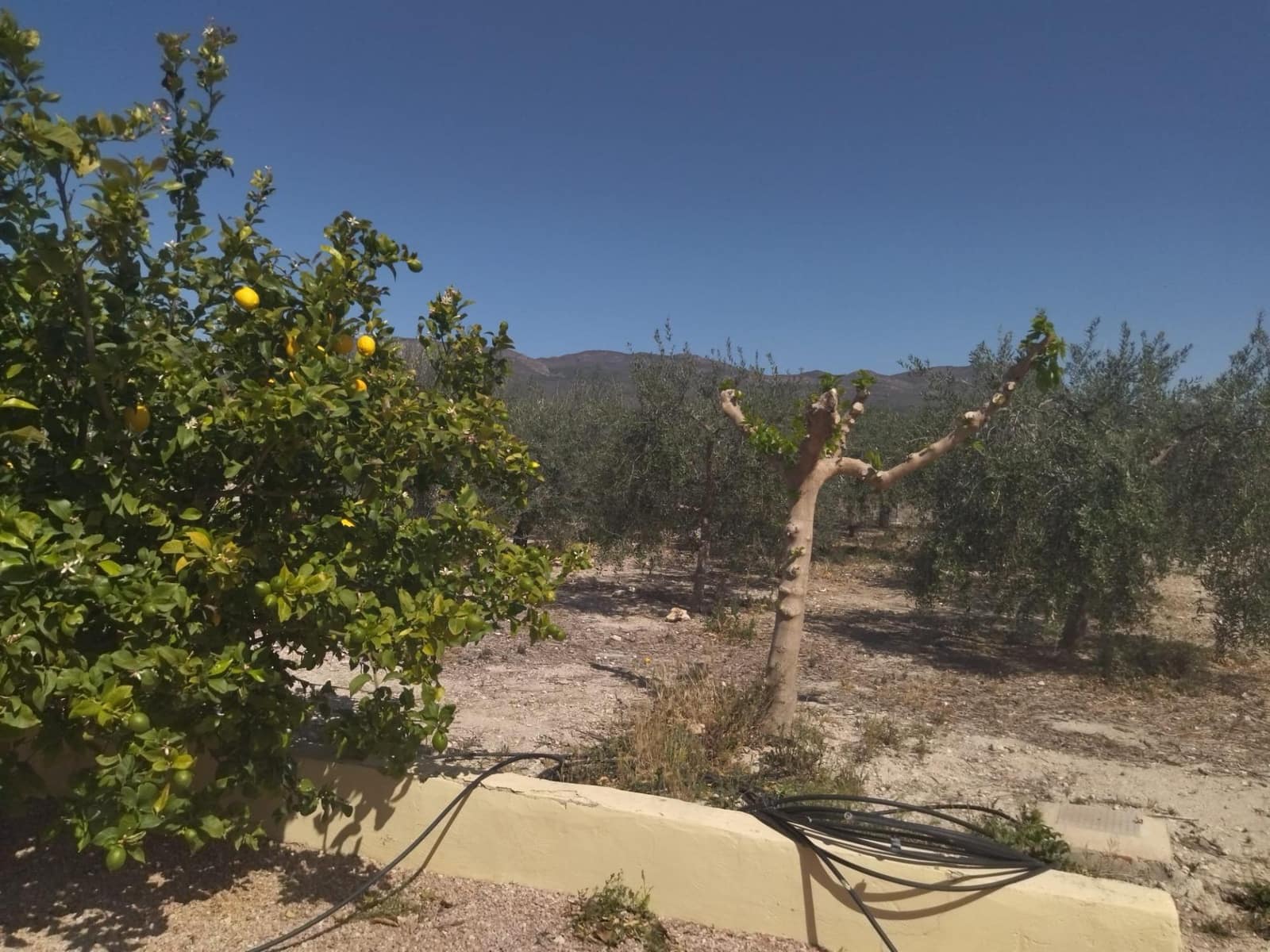 Finca/Country House for sale in Moratalla with pool garage - € 295,000 (Ref: 8233345)