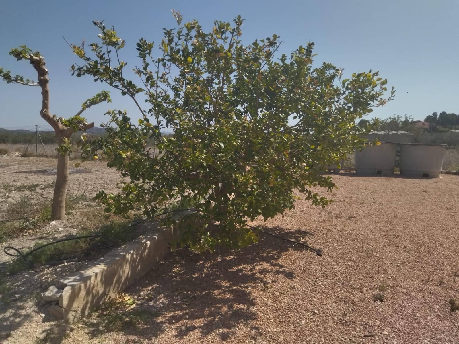 Finca/Country House for sale in Moratalla with pool garage - € 295,000 (Ref: 8233345)