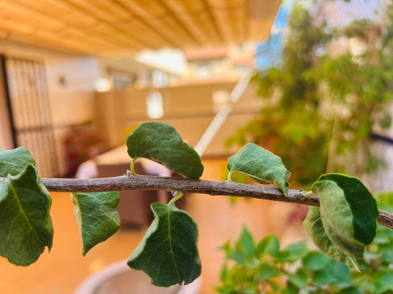 4 bedroom Villa for sale in San Pedro del Pinatar with garage - € 499,900 (Ref: 9243049)