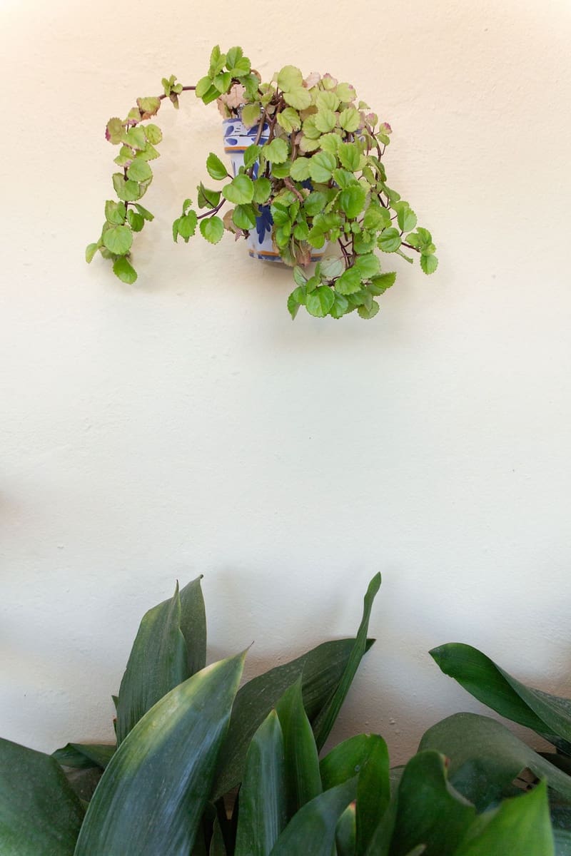 4 soveværelse Finca/Landehus til salg i San Pablo de Buceite med swimmingpool garage - € 430.000 (Ref: 8132599)