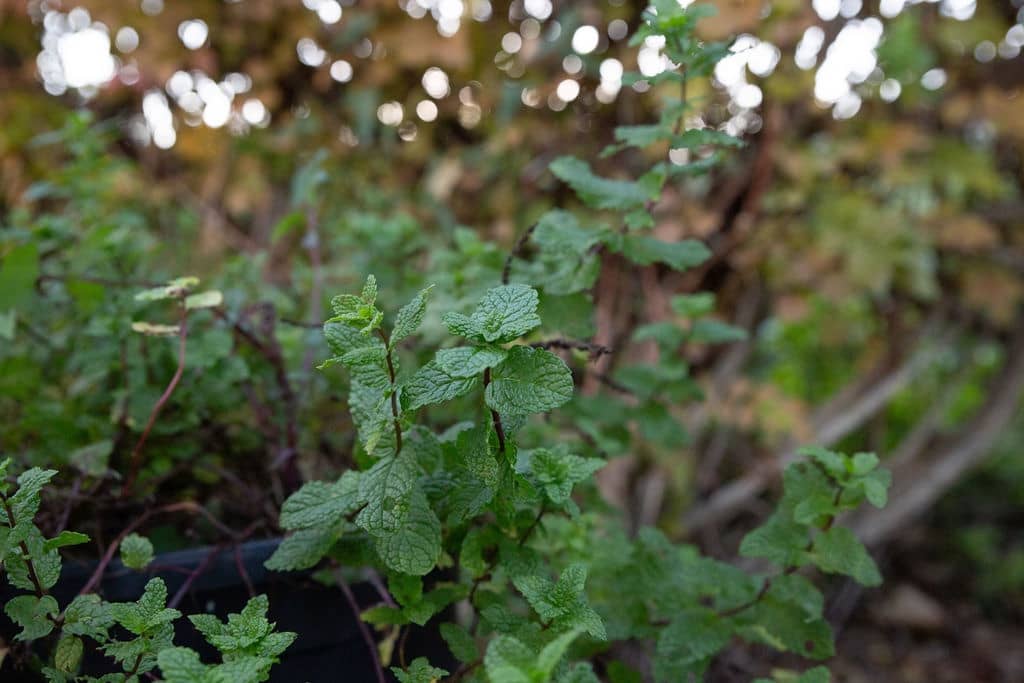 4 soveværelse Finca/Landehus til salg i San Pablo de Buceite med swimmingpool garage - € 430.000 (Ref: 8132599)