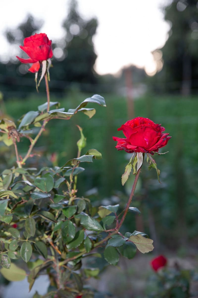 4 soveværelse Finca/Landehus til salg i San Pablo de Buceite med swimmingpool garage - € 430.000 (Ref: 8132599)