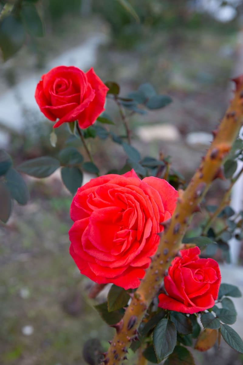 4 soveværelse Finca/Landehus til salg i San Pablo de Buceite med swimmingpool garage - € 430.000 (Ref: 8132599)