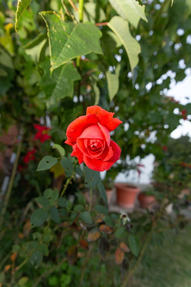 4 soveværelse Finca/Landehus til salg i San Pablo de Buceite med swimmingpool garage - € 430.000 (Ref: 8132599)