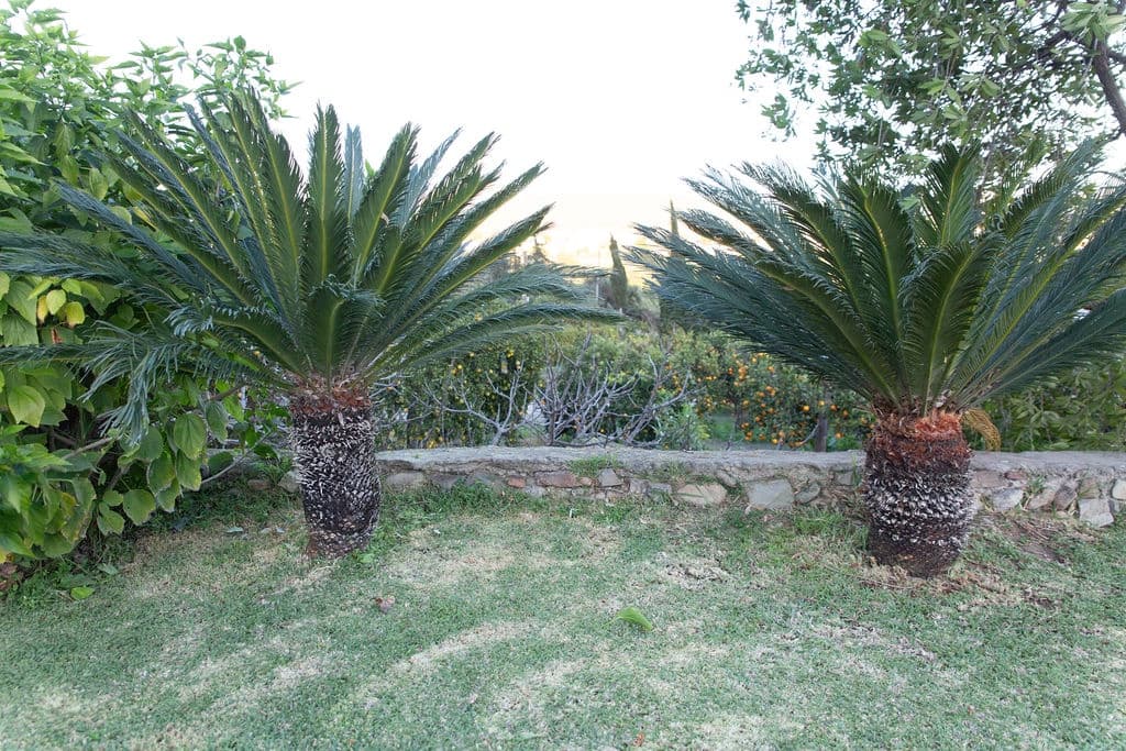 4 soveværelse Finca/Landehus til salg i San Pablo de Buceite med swimmingpool garage - € 430.000 (Ref: 8132599)