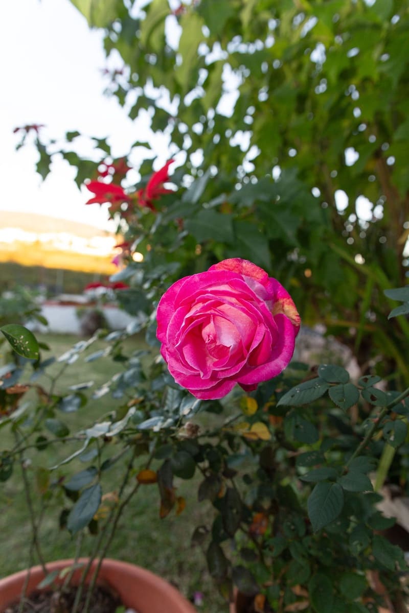 4 soveværelse Finca/Landehus til salg i San Pablo de Buceite med swimmingpool garage - € 430.000 (Ref: 8132599)