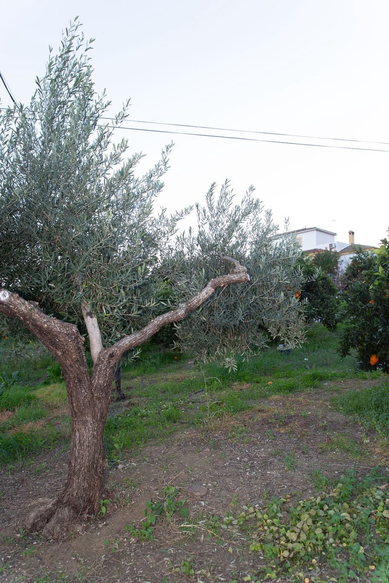 4 soveværelse Finca/Landehus til salg i San Pablo de Buceite med swimmingpool garage - € 430.000 (Ref: 8132599)