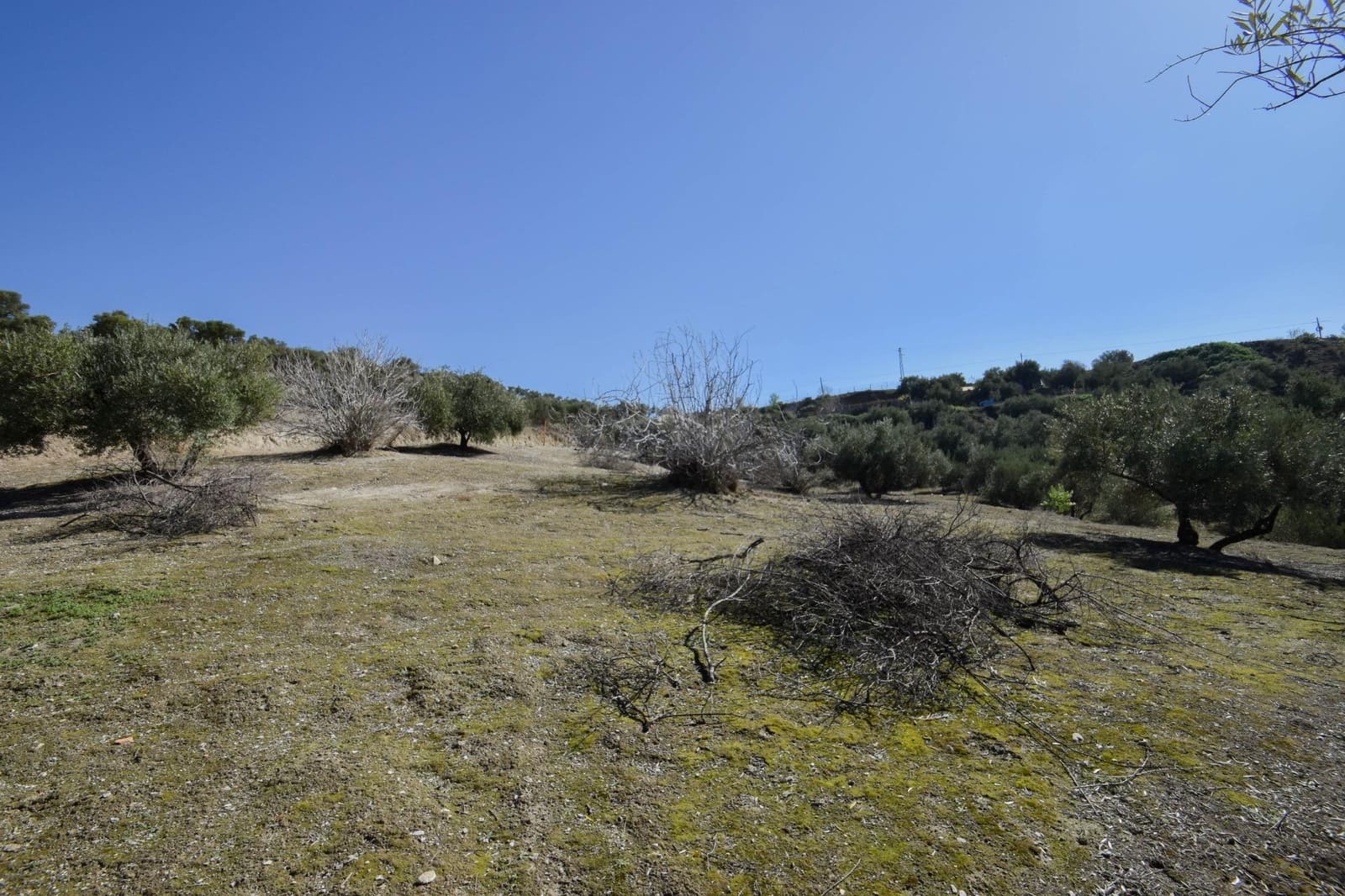 Terre non Aménagée à vendre à Pulianas - 150 000 € (Ref: 8117626)