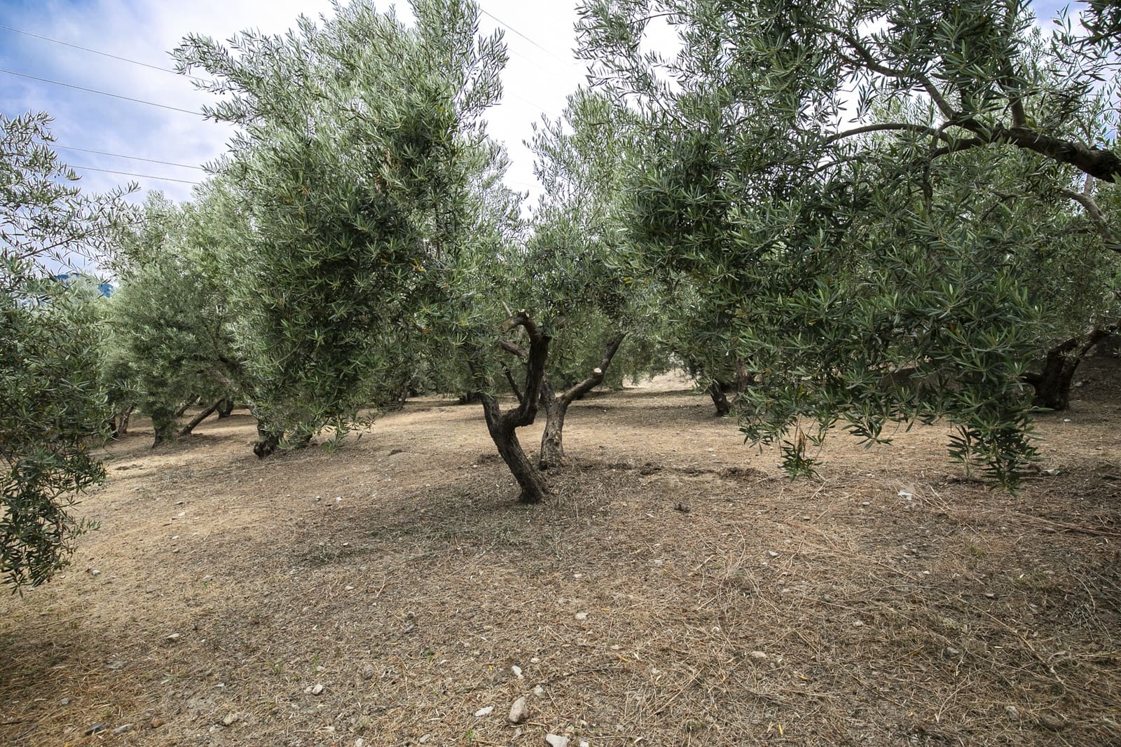 Bouwgrond te koop in Huetor Santillan - € 88.500 (Ref: 8608334)