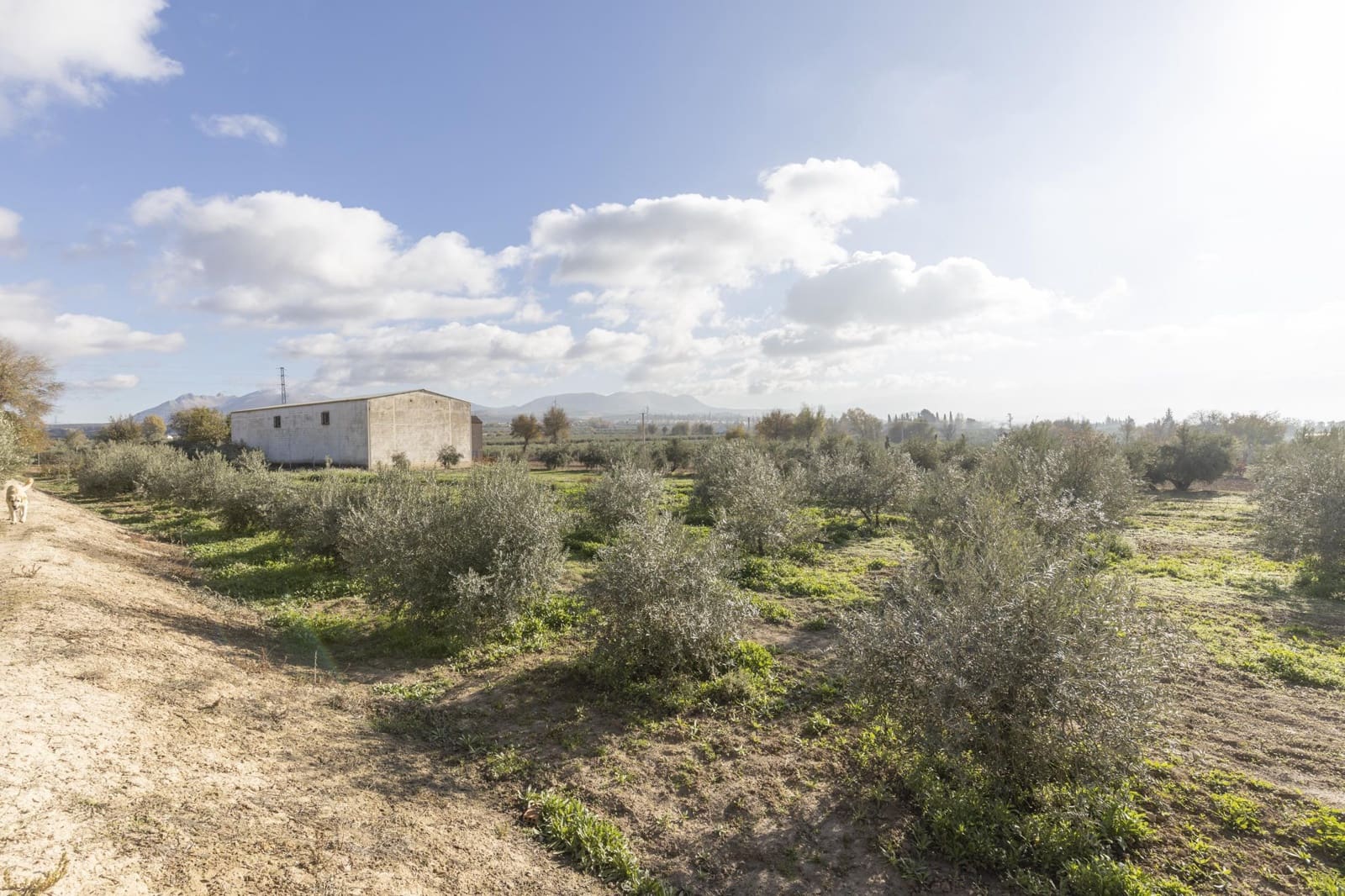 Bedrijf te koop in Albolote - € 155.000 (Ref: 8691002)