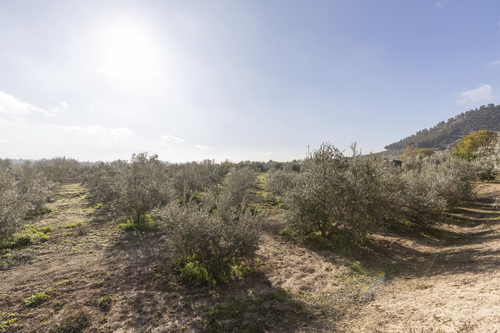 Bedrijf te koop in Albolote - € 155.000 (Ref: 8691002)