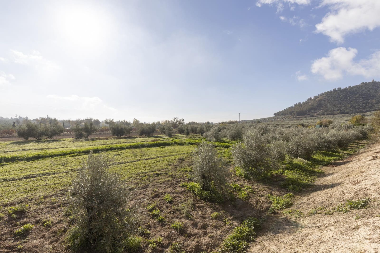 Bedrijf te koop in Albolote - € 155.000 (Ref: 8691002)