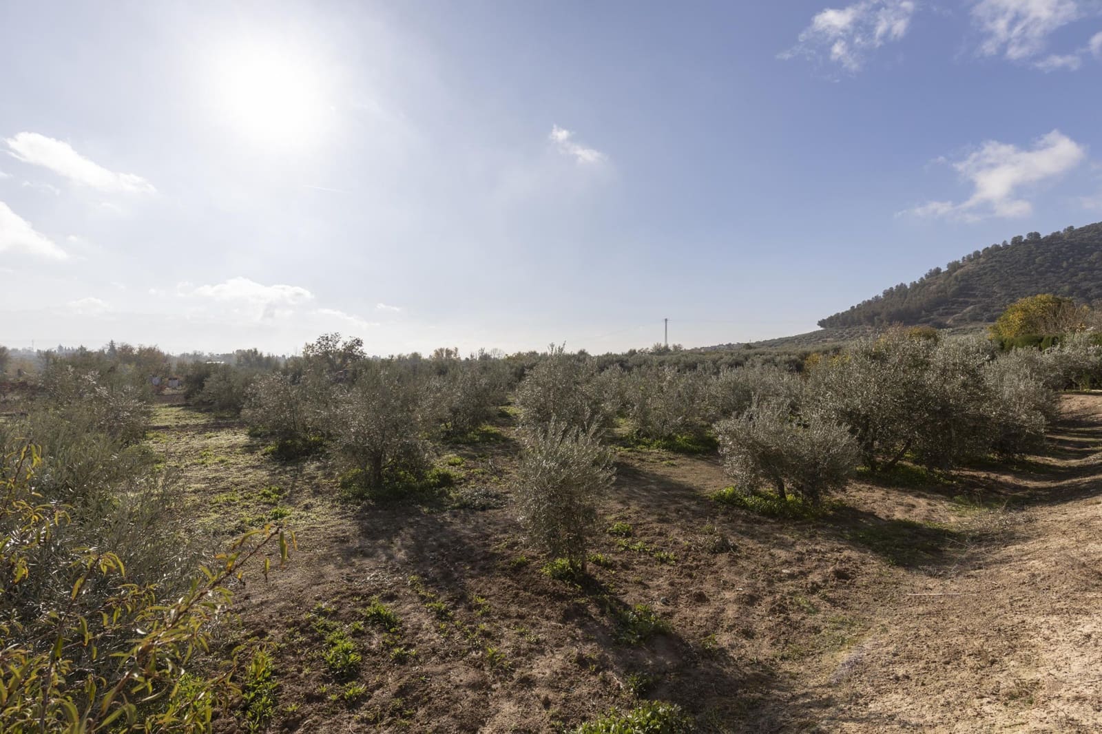 Bedrijf te koop in Albolote - € 155.000 (Ref: 8691002)