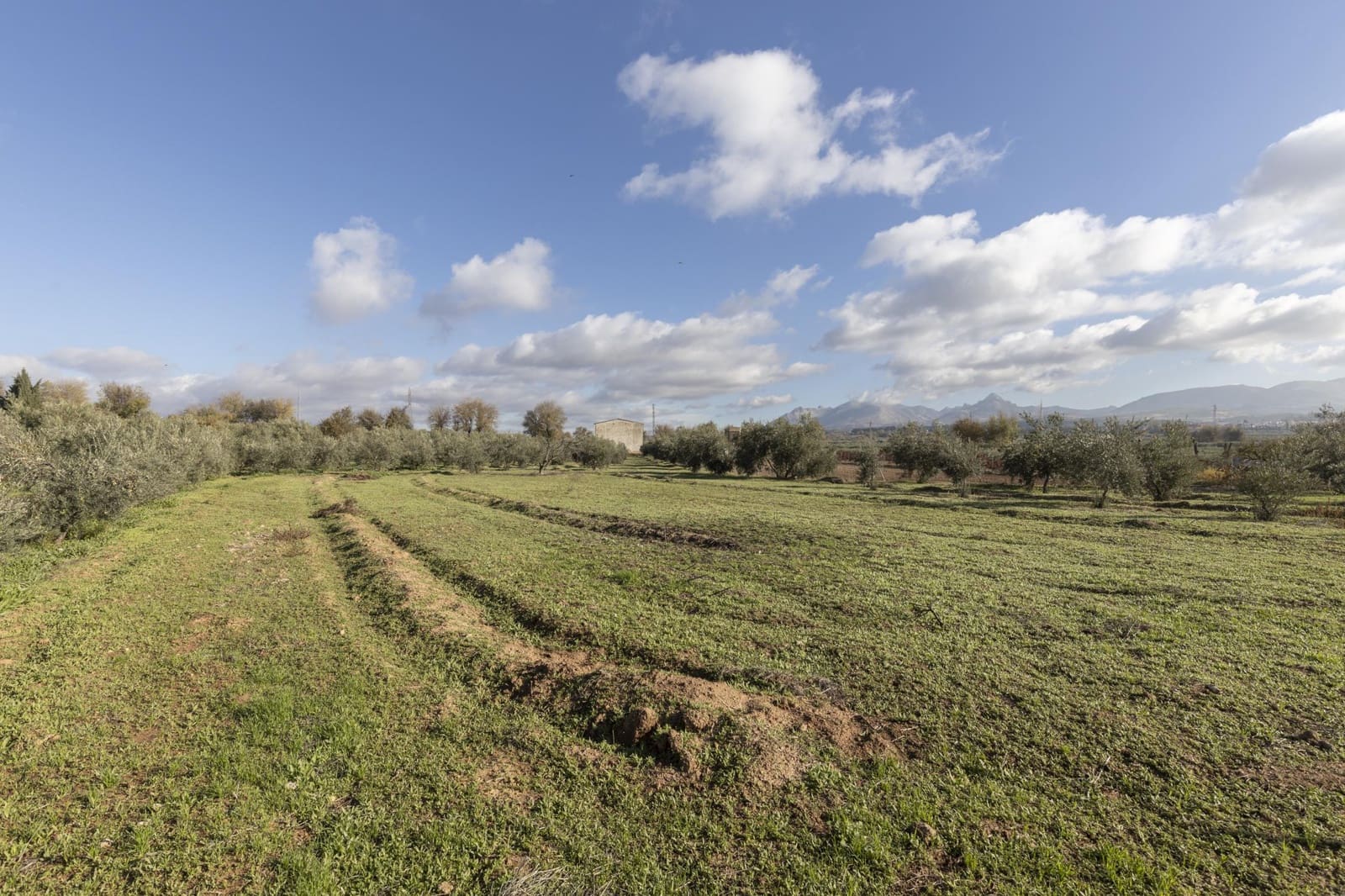 Bedrijf te koop in Albolote - € 155.000 (Ref: 8691002)