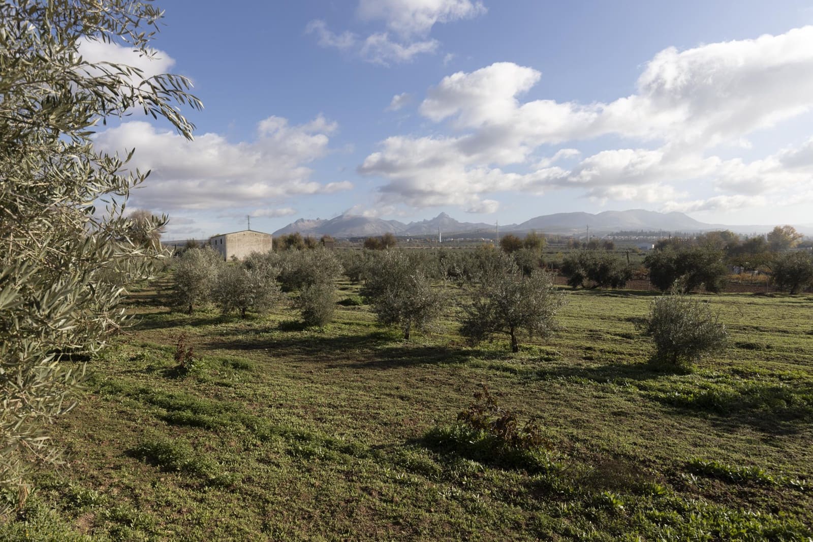 Bedrijf te koop in Albolote - € 155.000 (Ref: 8691002)