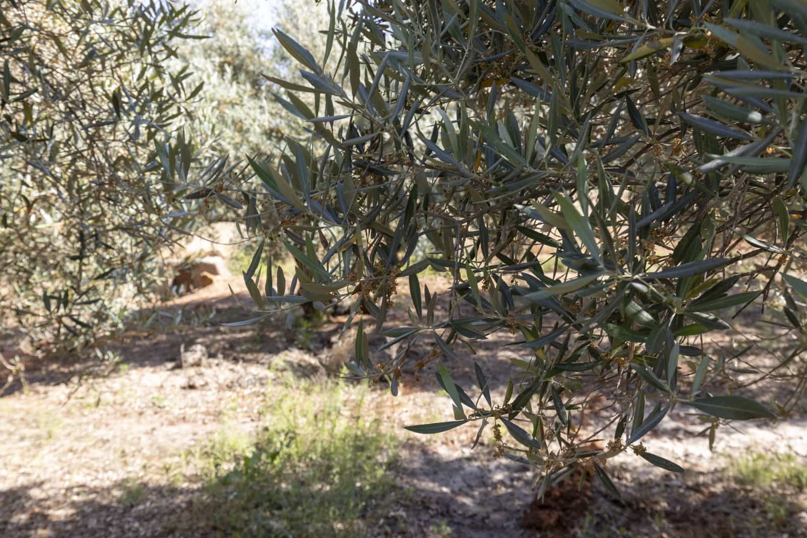 Grond te koop in Cozvijar - € 16.000 (Ref: 8706086)